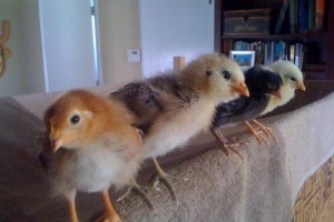 Chickies