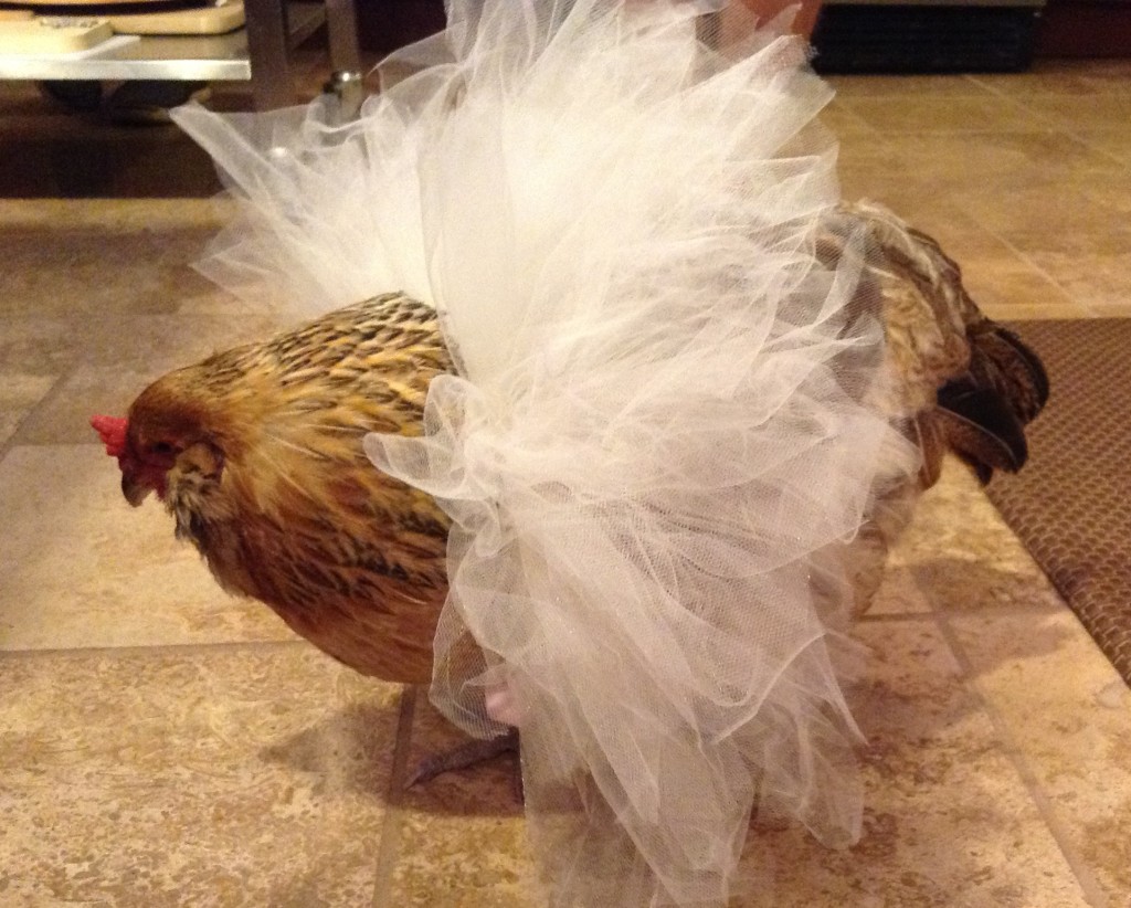 Hobby #2: Chicken Tutus