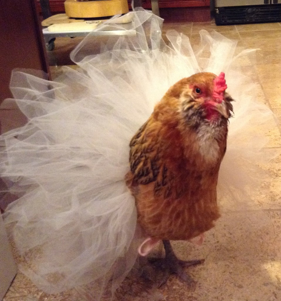 Hobby #2: Chicken Tutus