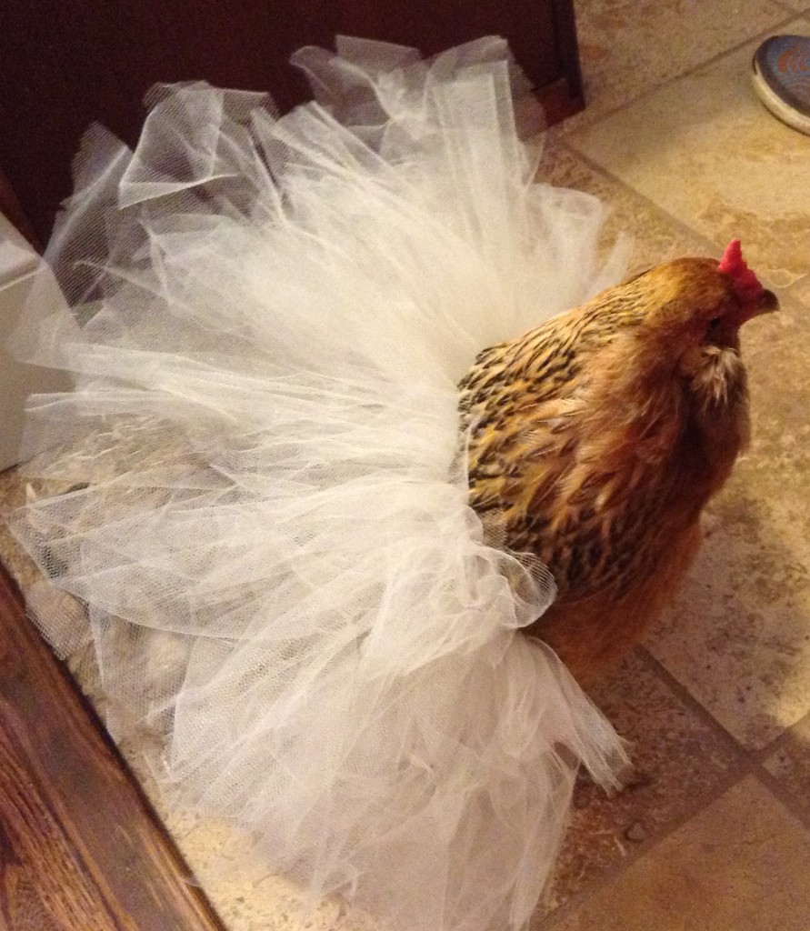 Hobby #2: Chicken Tutus